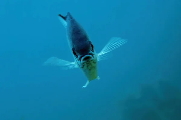 中东红海 长下巴 Squirrelfish Sargocentron Spiniferum — 图库照片