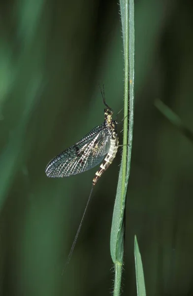 Eintagsfliege Ephemera Ephemeropteridae Auf Gras — Stockfoto