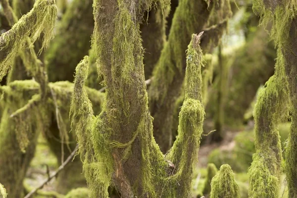 Moss Floresta Louros Parque Nacional Garajonay Gomera Ilhas Canárias — Fotografia de Stock