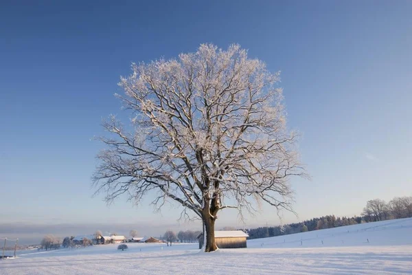 Winterochtend Opper Beieren Duitsland — Stockfoto
