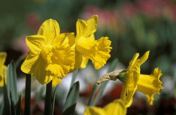 Wachsende Gelbe Narzissen Narzissen Narzissenblüten — Stockfoto