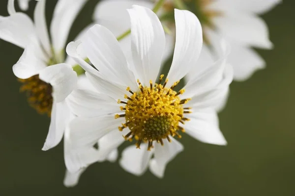 Blüte Der Gänseblümchen — Stockfoto