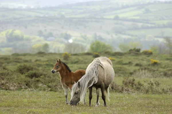Klacz Kuc Źrebię Dartmoor National Park Devon Anglii — Zdjęcie stockowe