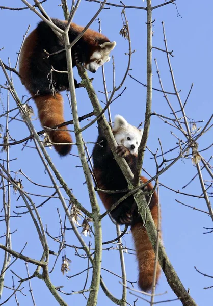 Roter Panda Ailurus Fulgens Auf Baum Zoo — Stockfoto
