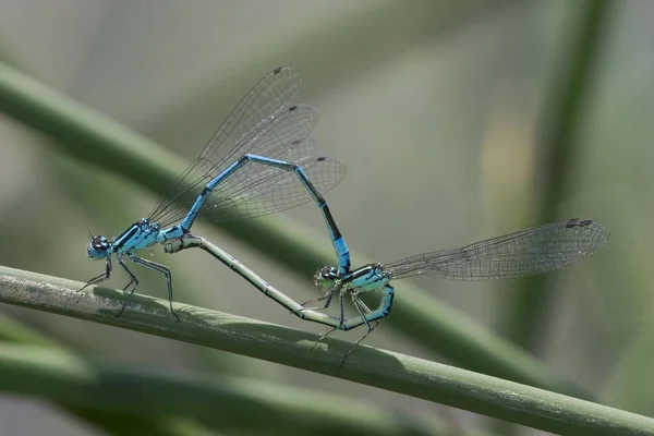Masmavi Kızböcekleri Coenagrion Puella Çiftleşme Tekerlek — Stok fotoğraf