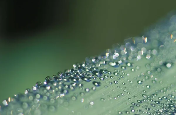 Waterdrops Blade Grass — Stock Photo, Image