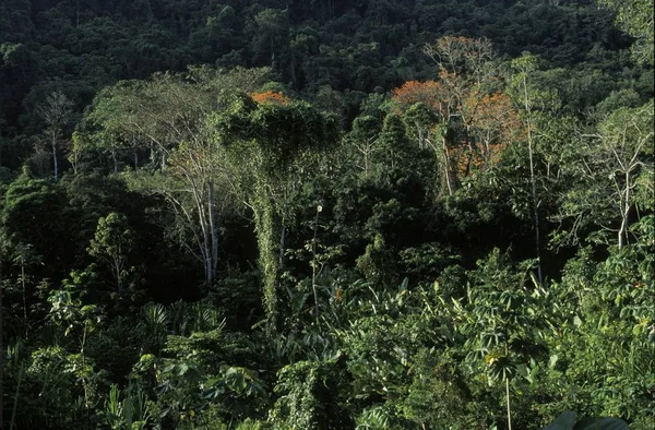 Floresta Tropical Nationalpark Guatopo Miranda Venezuela — Fotografia de Stock