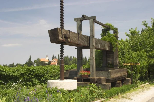 Wijngaard Jeruzalem Wijn Weg Buurt Van Ljutomer Slovenië — Stockfoto