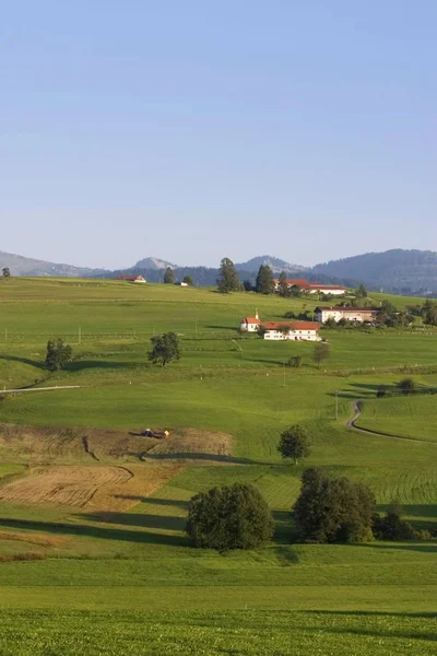 Grönt Gräs Landskap Laufenegg Oberstaufen Allgu Tyskland — Stockfoto