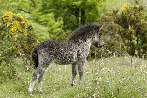 Shetland Pony Sudoeste Inglaterra — Fotografia de Stock