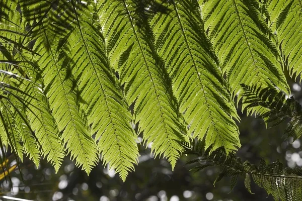 Feuilles Fougère Verte Avec Lumière Soleil — Photo