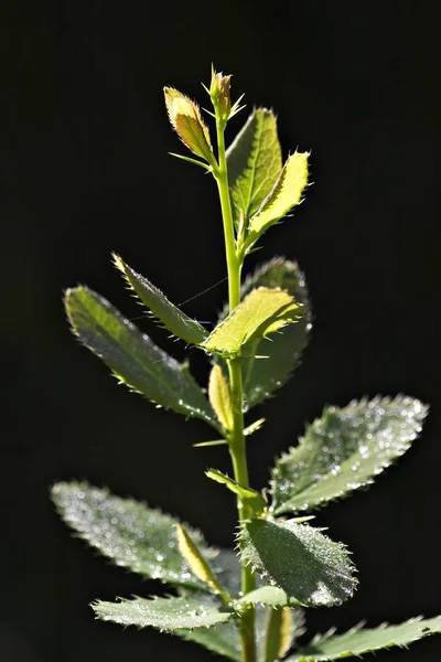 Genç Fideler Ortak Kızamık Berberis Vulgaris — Stok fotoğraf