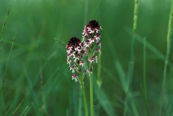 Verbrannte Orchideenblume Gras — Stockfoto