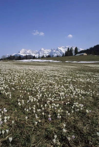 Prado Com Crocus Karwendel Alta Baviera Alemanha — Fotografia de Stock