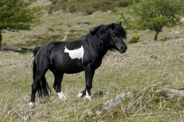 Stallone Pony Dartmoor Parco Nazionale Devon Inghilterra — Foto Stock