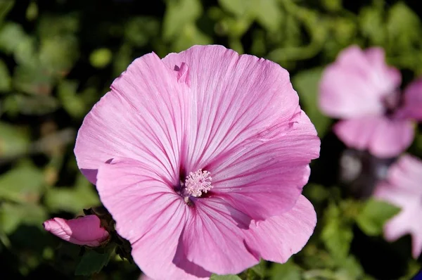 Mallow Stříbrný Pohár Svrchní Trimestris — Stock fotografie