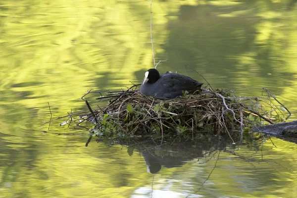 Coot Nest Fulica Atra Munich Germany — Stock Photo, Image