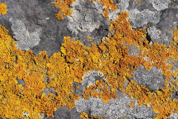 Líquen Laranja Comum Xanthoria Parietina Ilhas Canárias Gomera — Fotografia de Stock