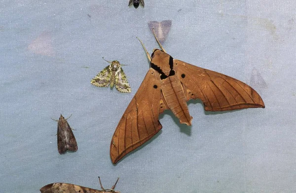 Nattfjärilar Mothes Oxyambulyx Pryeri Malaysia — Stockfoto