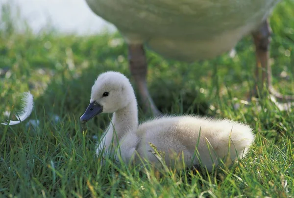 Swan Chick Cygnus Olor — Zdjęcie stockowe