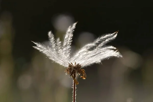 Sementes Fornos Montanha Dryas Octopetala Alemanha — Fotografia de Stock