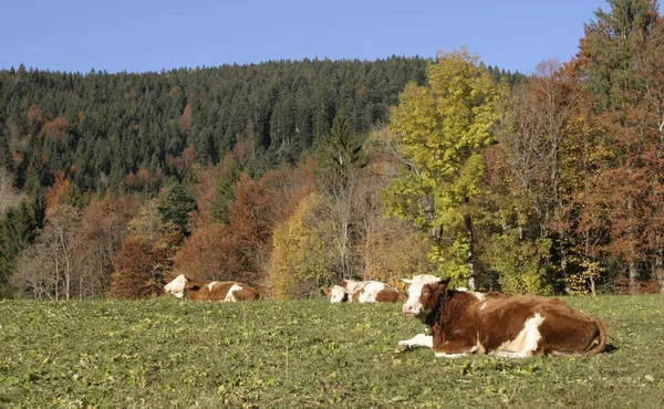 Vacas Deitadas Prado Perto Montanha Com Árvores — Fotografia de Stock
