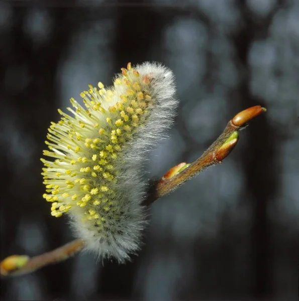Wierzby Kwitnienia Drzewo Brancheon — Zdjęcie stockowe