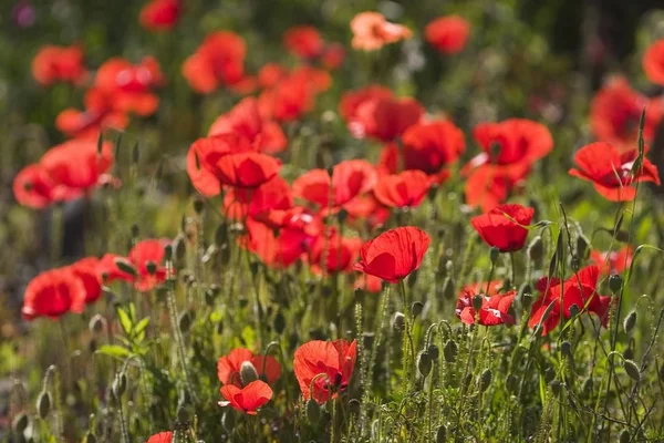 Papoula Vermelha Papaver Rhoeas Gomera — Fotografia de Stock