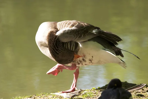 Greylag Goose Anser Anser Pond Cleaning Feathers — Stock Photo, Image