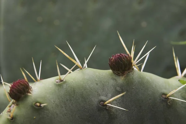Füge Kaktusz Opuntia Részletesen Veszélyes Tövis — Stock Fotó