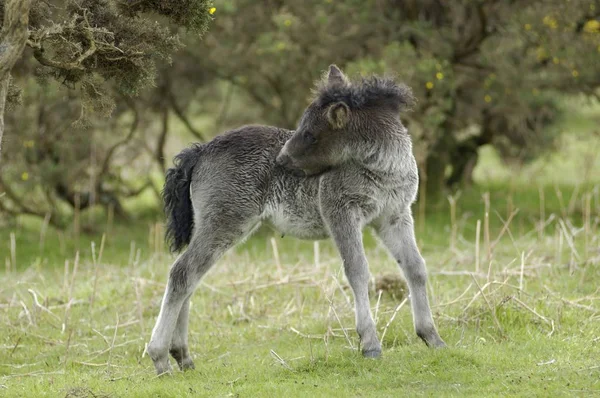 Shetlandpony Südwest England — Stockfoto