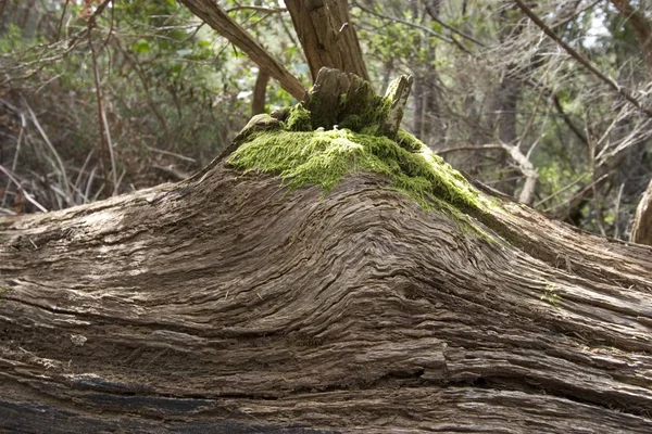 Vieux Tronc Dans Parc National Garajonay Gomera Îles Canaries — Photo