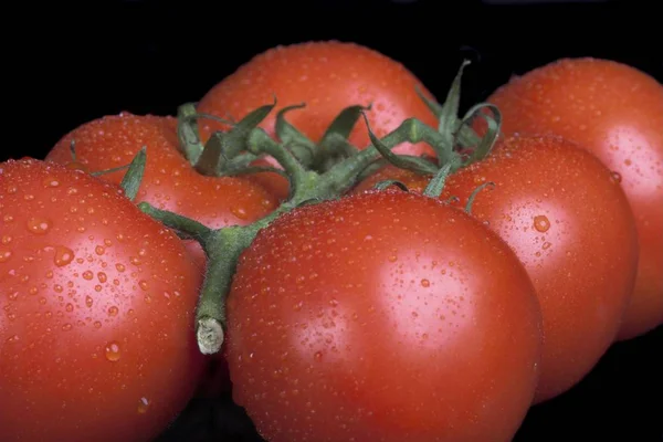 Manojo Tomates Aislados Negro — Foto de Stock