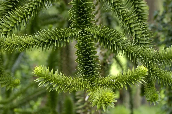 南洋杉南洋杉 Araucana 的小枝 — 图库照片