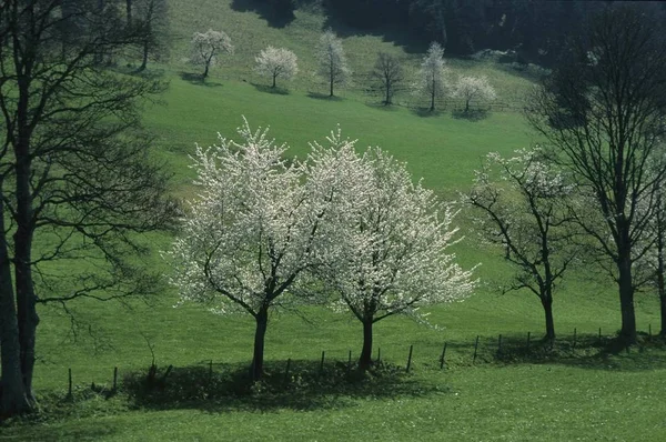 Arbres Fleurs Haute Bavière Allemagne — Photo