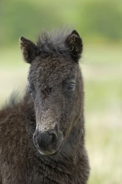 ダートムーアポニー子馬ダートムーア国立公園デヴォン イングランド — ストック写真