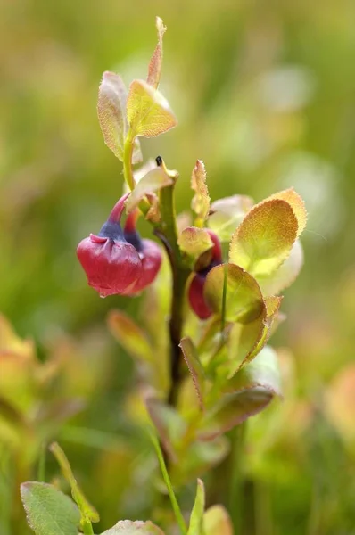 Fiore Estivo Nel Parco Nazionale Del Cranberry Dartmoor Devon — Foto Stock