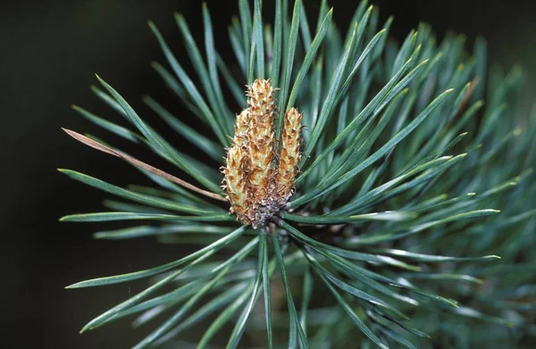 Nålar Tall Pinus Sylvestris Tyskland — Stockfoto