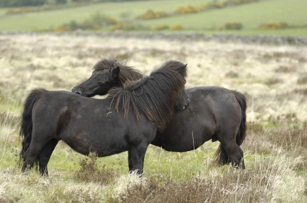 Dartmoor Ponies Parc National Dartmoor Devon Angleterre — Photo