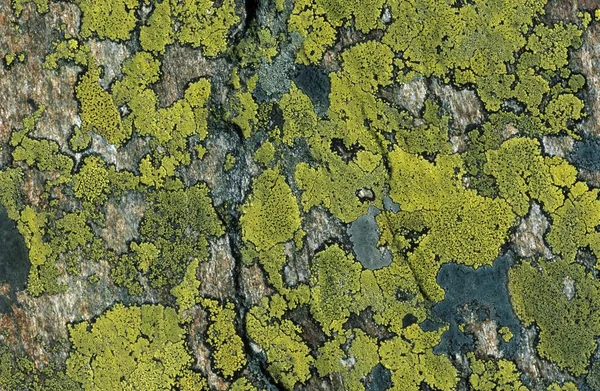 Flechten Rhizocarpon Geographicum Hintergrund — Stockfoto