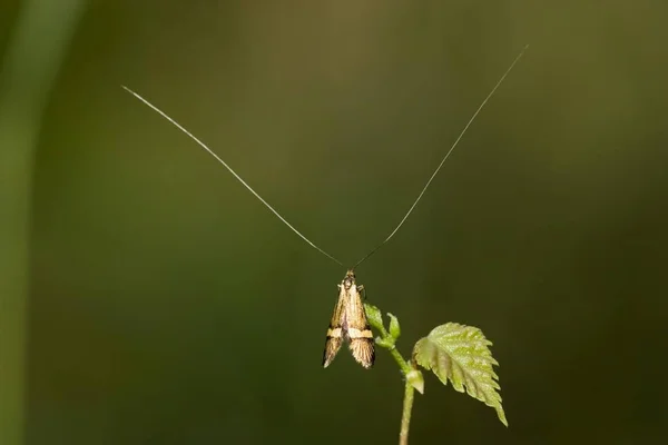 Nemophora Degeerella — 스톡 사진