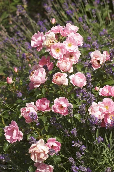 Rose Roses Rosebed Closeup Fauna Nature — Stock Photo, Image