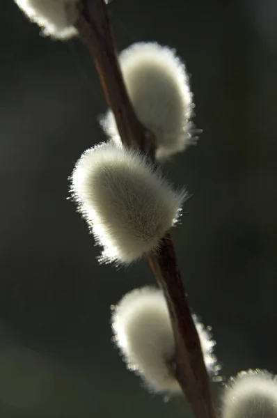 Sauce Cabra Gran Sallow Catkins Saliy Caprea — Foto de Stock