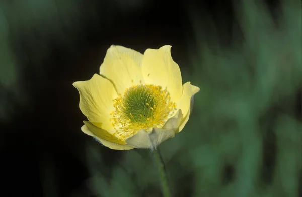 Gelbe Blume Der Alpenanemone — Stockfoto