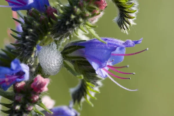 Flor Bugloss Víbora Echium Vulgare Alemanha — Fotografia de Stock