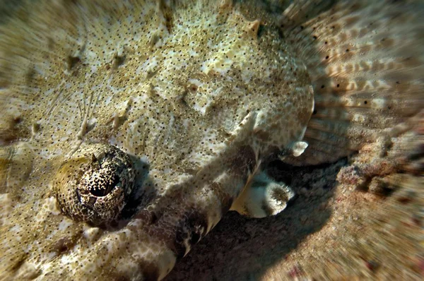 Peces Cabeza Plana Acuáticos Submarinos —  Fotos de Stock