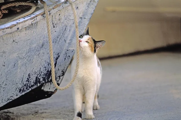 Cat Snuffling Corda Velho Barco — Fotografia de Stock