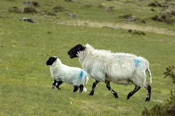 Parque Nacional Sheep Dartmoor Devon Inglaterra — Foto de Stock