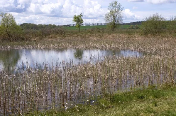 Rgen Ruegen Mecklenburg Vorpommernドイツ半島Moenchsgut Mnchsgutは Gren Goehren近くの湿地帯です — ストック写真