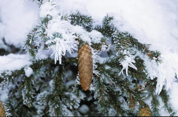 Świerk Stożkowy Śniegu Niemcy — Zdjęcie stockowe